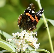 24th Aug 2022 - Red Admiral