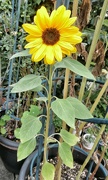 23rd Aug 2022 - Sunny flower......