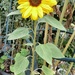 Sunny flower...... by cutekitty
