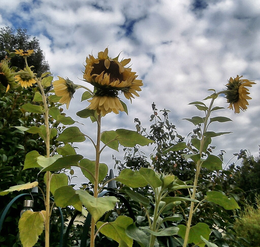 Little Sunflower's .... by cutekitty