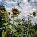 Little Sunflower's .... by cutekitty