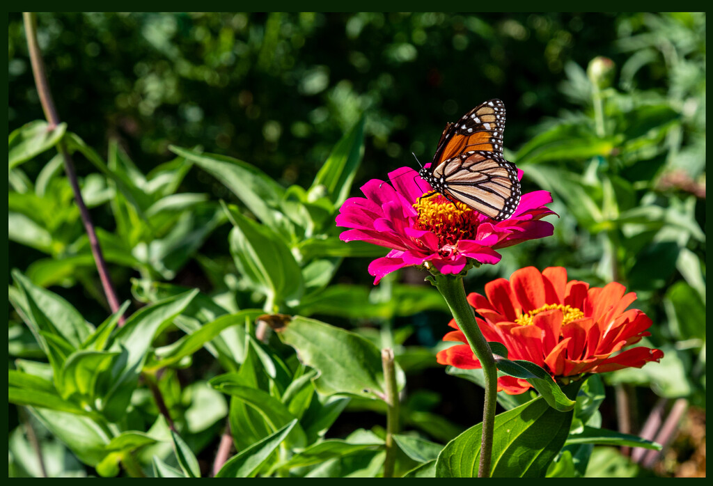 Monarch on a Flower by hjbenson