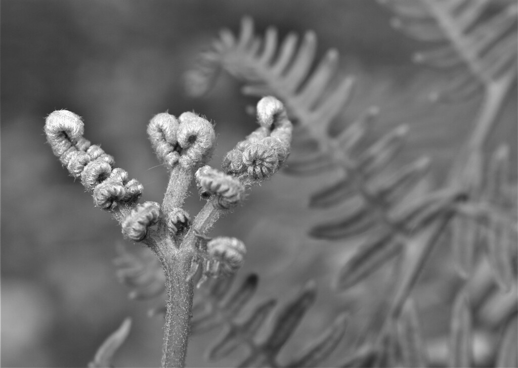 Despite the lateness of the season the ferns are still busy unfurling... by anitaw