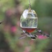 LHG_5082Triple action at the feeder by rontu