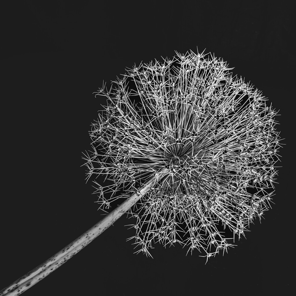 08-24 Dried flower of onion by talmon