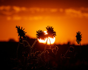 23rd Aug 2022 - sunset sunflowers