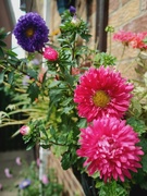 24th Aug 2022 - Asters 