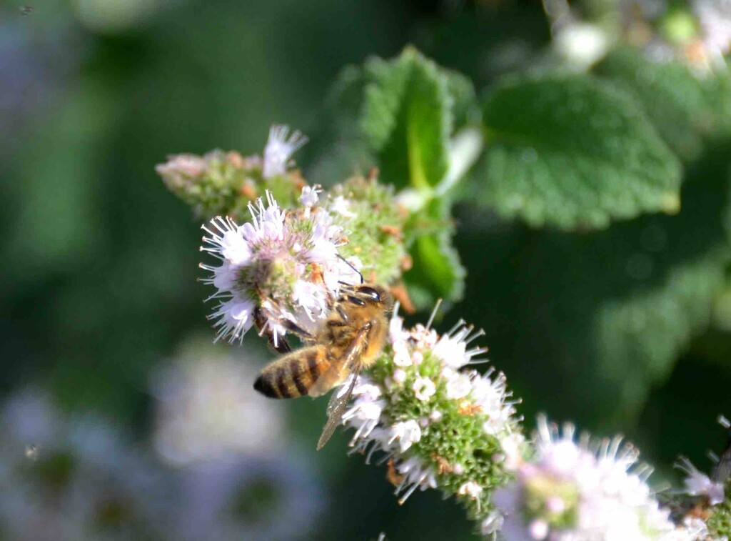 Western Honey Bee by arkensiel