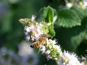 24th Aug 2022 - Western Honey Bee