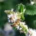 Western Honey Bee by arkensiel