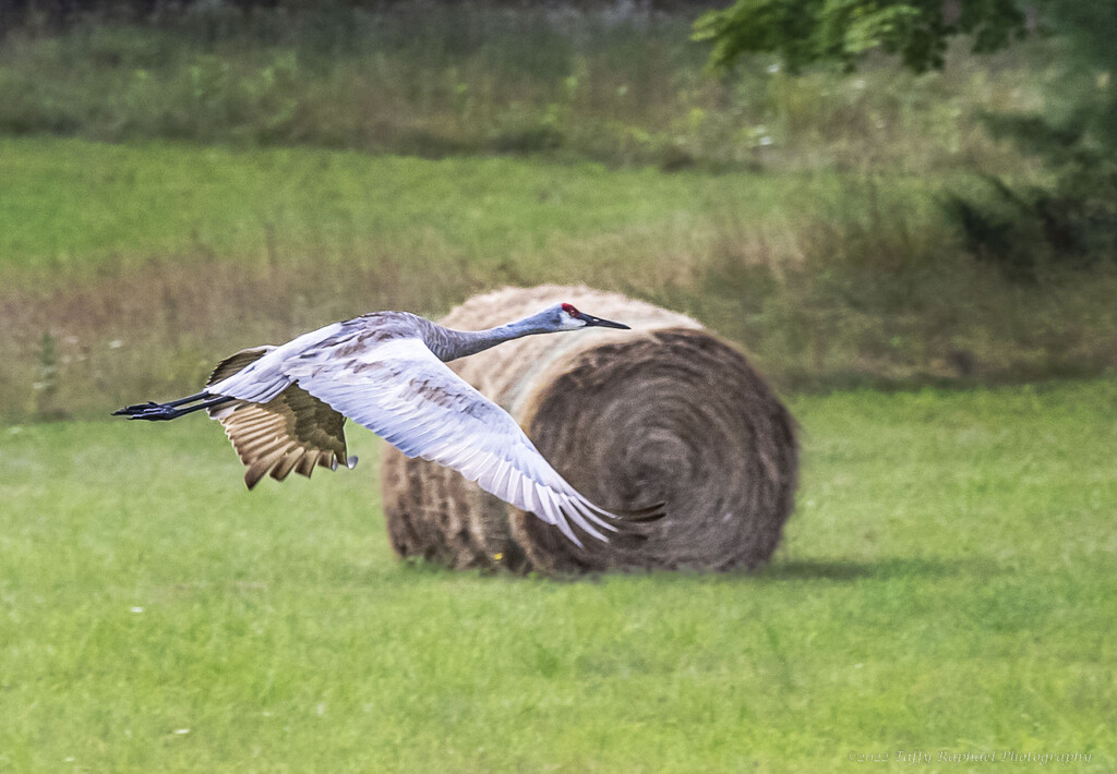 Sandhill Crane Tries Moving Hay-Bale by taffy