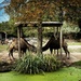 Mirror camels by mastermek