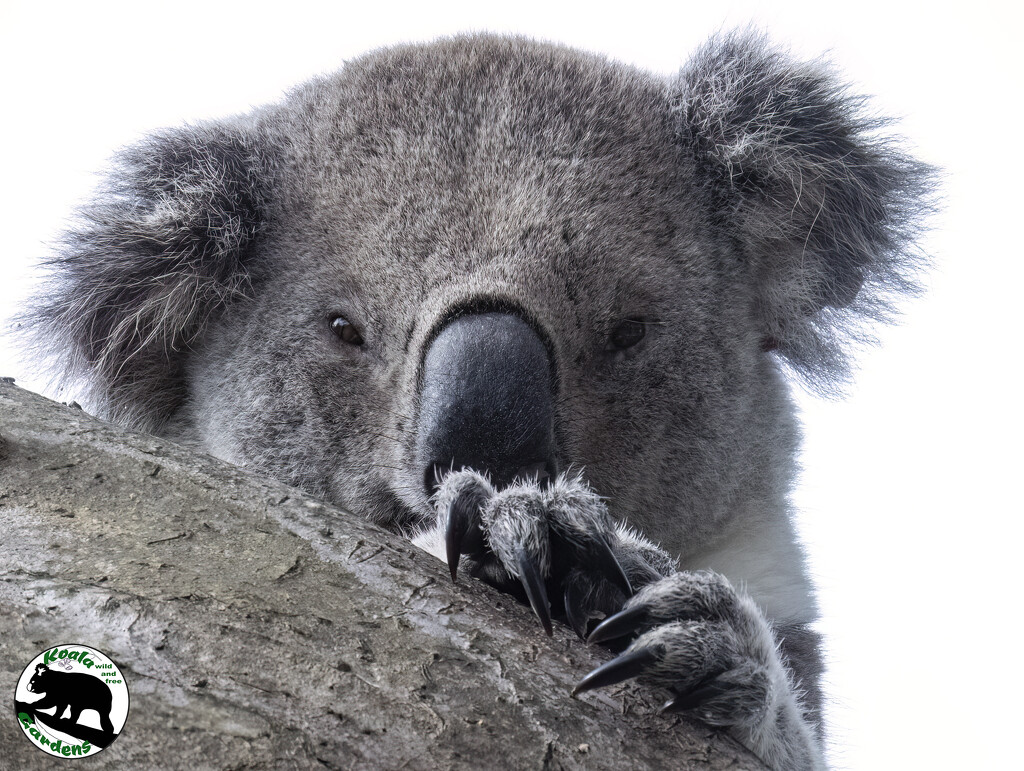 chillaxing by koalagardens