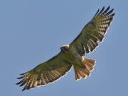 24th Aug 2022 - red-tailed hawk 