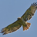 red-tailed hawk  by rminer