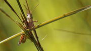 24th Aug 2022 - Marsh meadow grasshopper