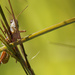 Marsh meadow grasshopper by rminer