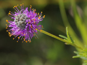 24th Aug 2022 - purple prairie clover