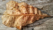 25th Aug 2022 - Water oak leaf...