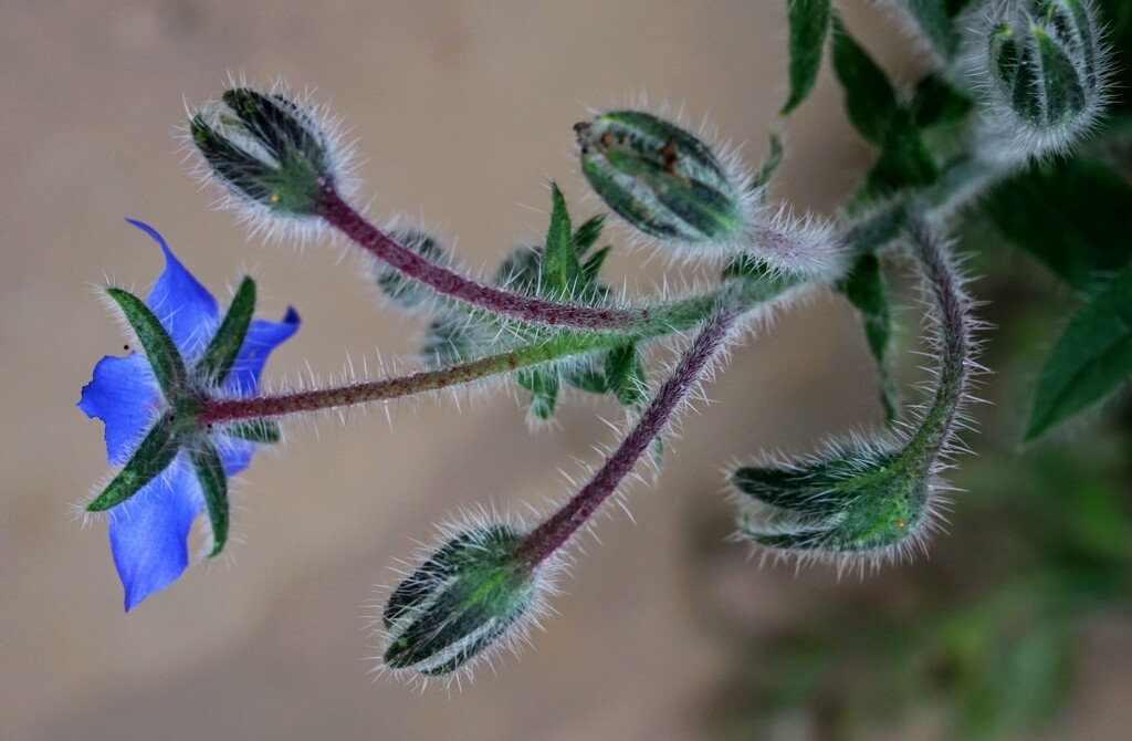 Borage from behind  by boxplayer