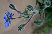 24th Aug 2022 - Borage from behind 