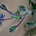 Borage from behind  by boxplayer