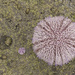 Sea urchins by helenhall
