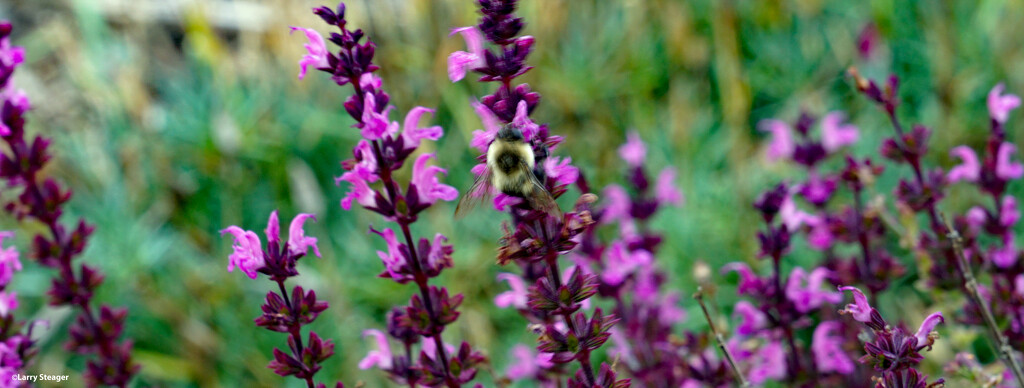 Humble bumblebee by larrysphotos