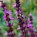 Humble bumblebee by larrysphotos