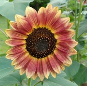 24th Aug 2022 - Harvest Sunflower