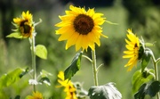 25th Aug 2022 - Happy Sunflowers