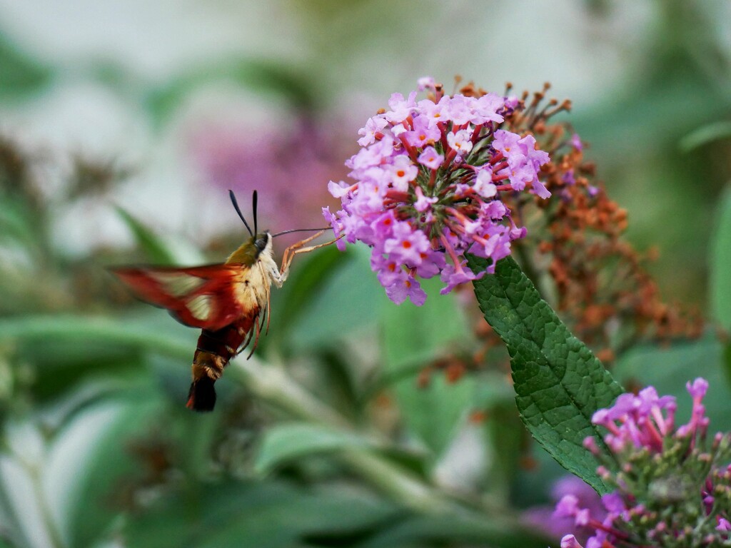 Hummingbird Clearwing Moth by ljmanning