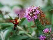 24th Aug 2022 - Hummingbird Clearwing Moth