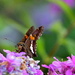 Small Butterfly  by genealogygenie