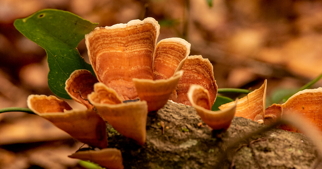 Potato Chip Fungi! by rickster549