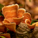 Potato Chip Fungi! by rickster549
