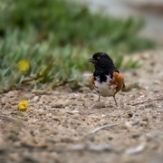 24th Aug 2022 - Spotted Towhee