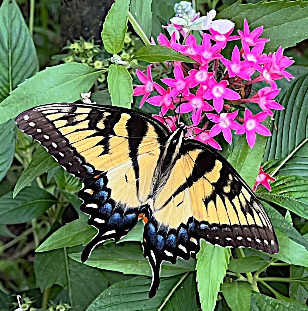 Eastern Tiger Swallowtail by congaree