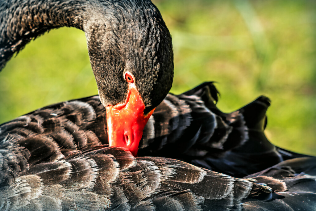 The last of the preening session by ludwigsdiana