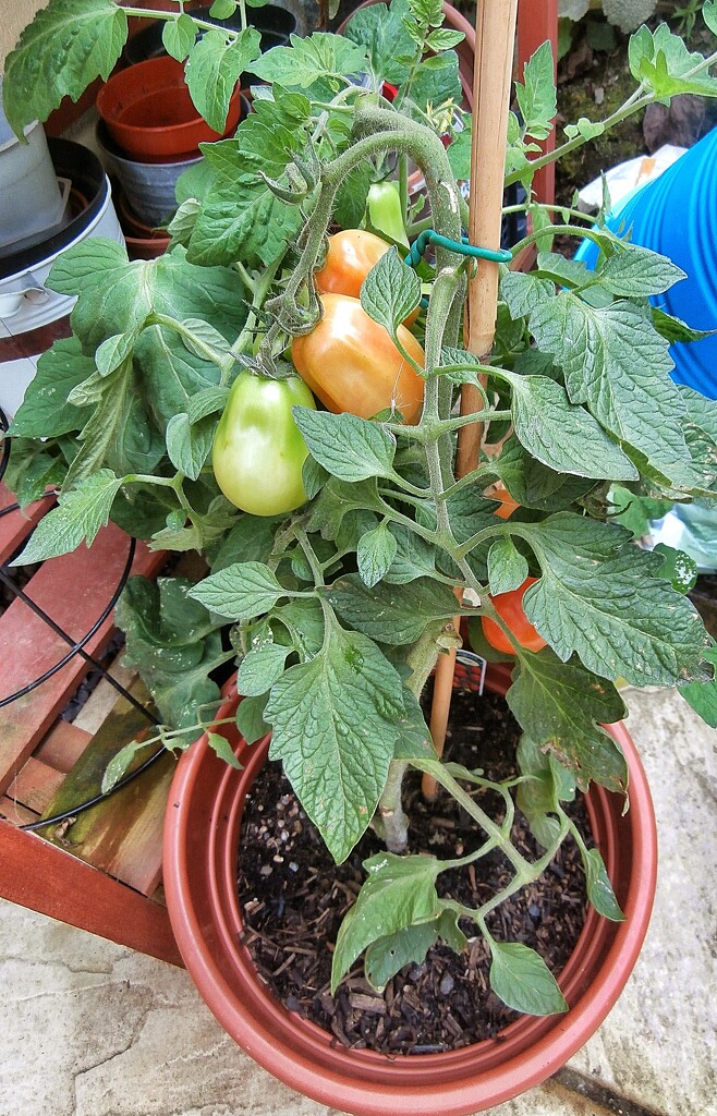Tomatoes..... by cutekitty