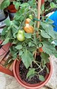 25th Aug 2022 - Tomatoes.....