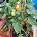 Tomatoes..... by cutekitty