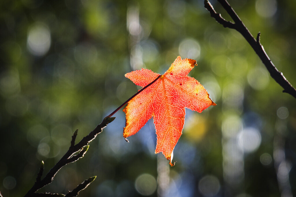 Last leaves by dkbarnett