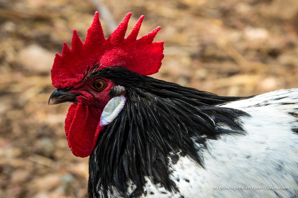 Really Red Rooster by nigelrogers