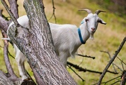 25th Aug 2022 - A goat in a tree