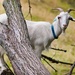 A goat in a tree by okvalle