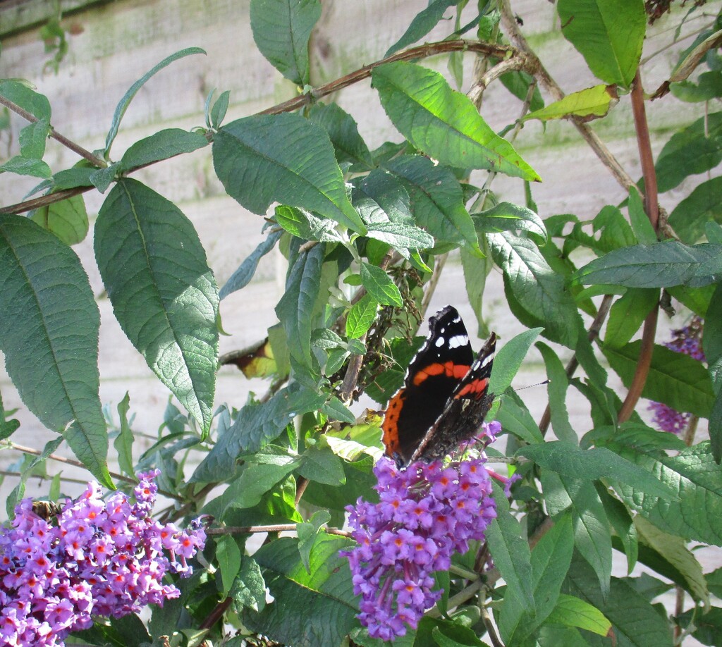Red Admiral on Buddleia.. by grace55