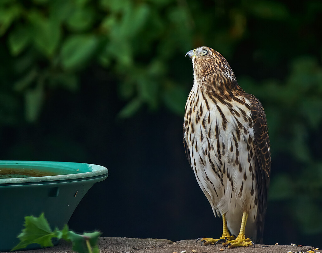 Hawk, waiting for his Doordash delivery. by gardencat