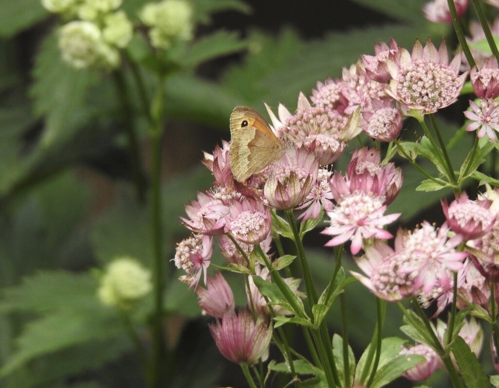 Meadow Brown on Astrantia by susiemc