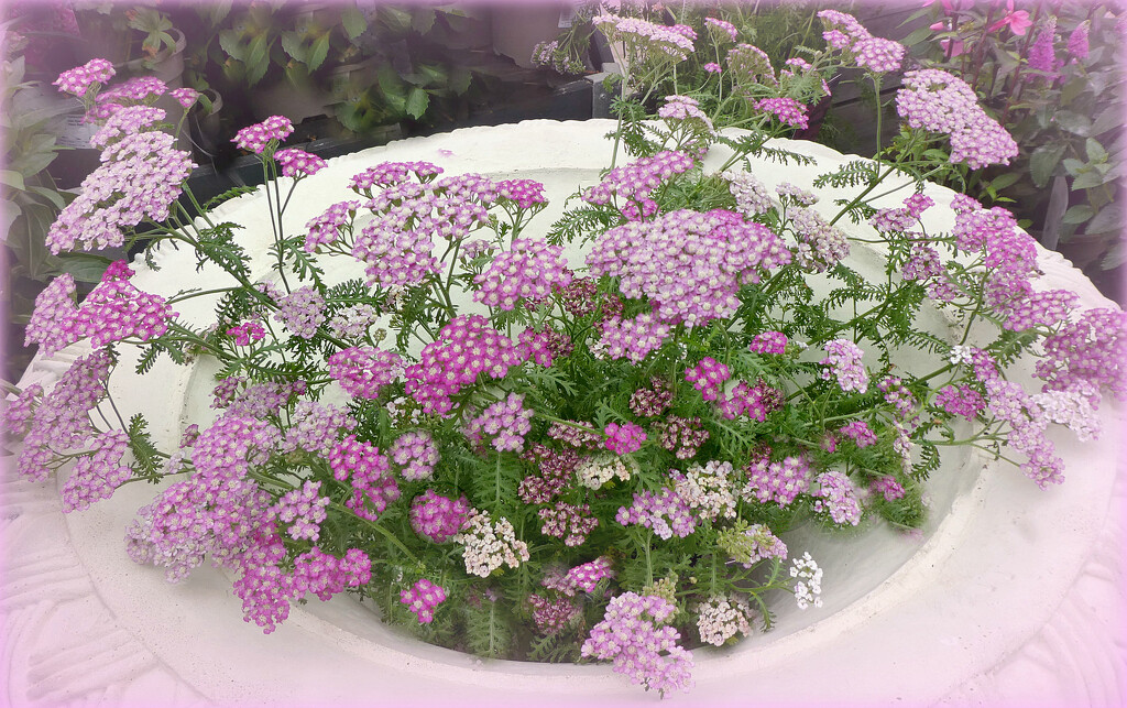 Candytuft.  by wendyfrost